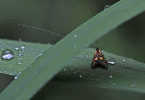 Nemophora degeerella